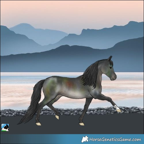 Horse Color:Black Rabicano 