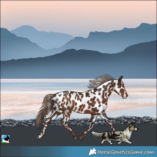 Horse Color:Liver Chestnut Near Leopard Rabicano 