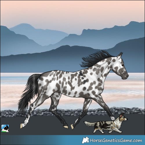 Horse Color:Grullo Near Leopard