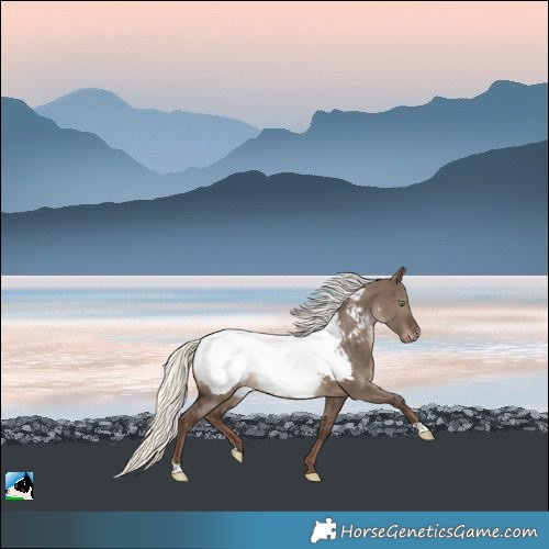 Horse Color:Liver Red Dun Mushroom Near Fewspot Rabicano