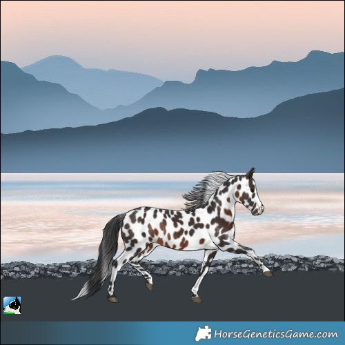 Horse Color:Brown Leopard Rabicano 