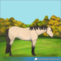 Horse Color:Buckskin