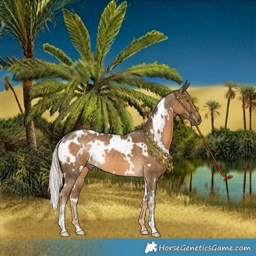 Horse Color:White Spotted Chocolate Palomino 
