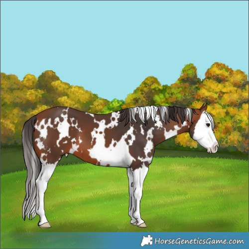 Horse Color:White Spotted Bay Splash 