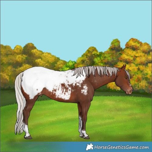 Horse Color:Silver Brown Tobiano Snowcap Rabicano 