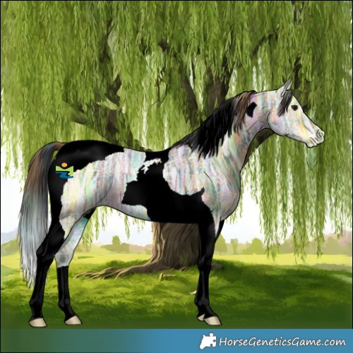 Horse Color:Plaid  Bay Ice Tobiano 