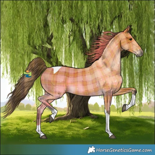 Horse Color:Plaid Bay Tobiano Rabicano