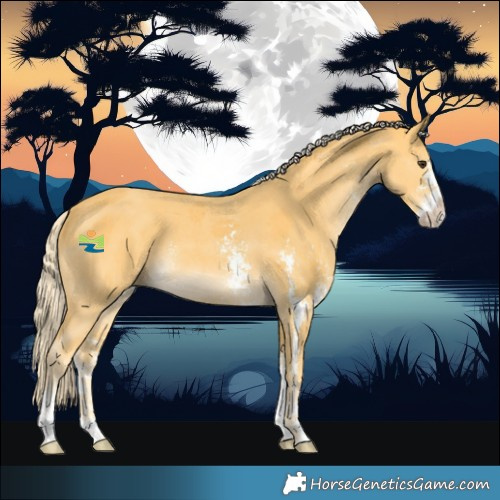 Horse Color:Palomino Sabino 