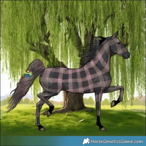 Horse Color:Plaid  Black Tobiano Rabicano 