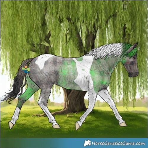 Horse Color:Plaid  Blue Roan Tobiano 