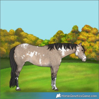 Horse Color:White Spotted Brown Dun Sabino Varnish Rabicano 