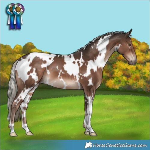 Horse Color:White Spotted Liver Chestnut Mushroom