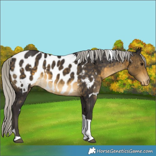 Horse Color:White Spotted Silver Buckskin Tobiano Blanket 