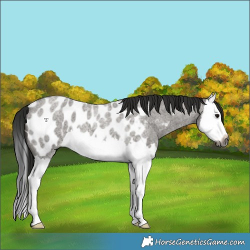 Horse Color:Gray Grullo Roan Splash Appaloosa 