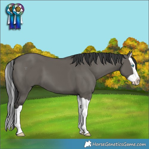 Horse Color:Grullo Splash