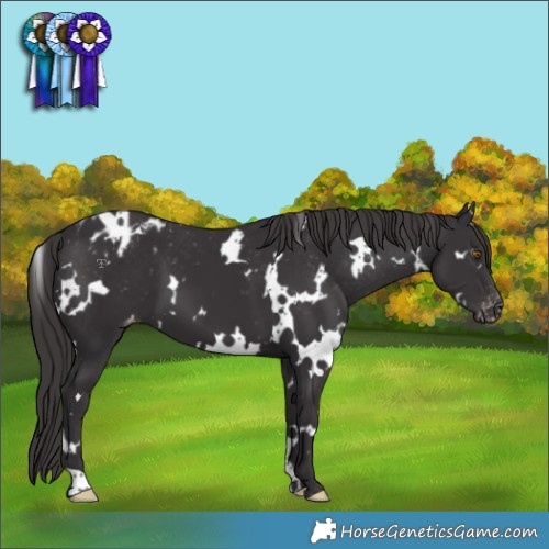 Horse Color:White Spotted Smoky Black Blanket 