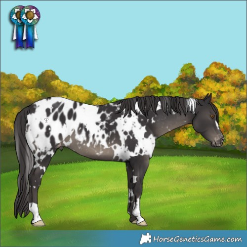 Horse Color:White Spotted Smoky Black Blanket