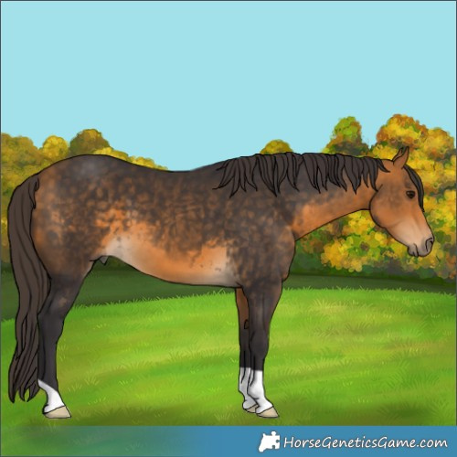 Horse Color:Buckskin 