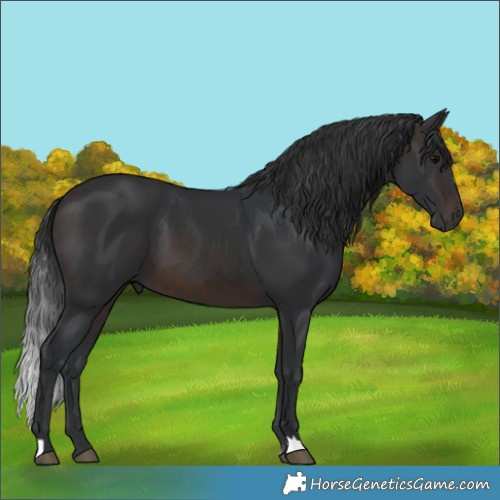 Horse Color:Brown 