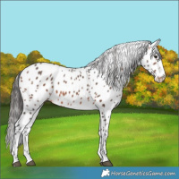 Horse Color:Bay Leopard 