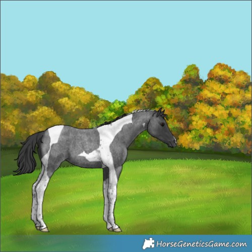 Horse Color:Blue Roan Tobiano 