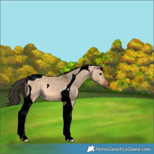 Horse Color:ERROR: UNKNOWN ANOMALY