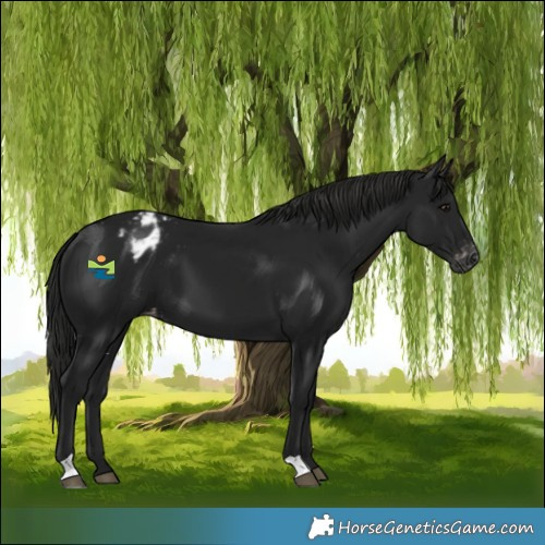 Horse Color:Gray Black Appaloosa