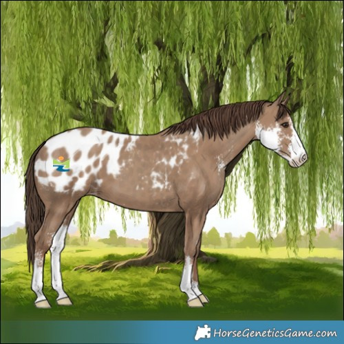 Horse Color:Classic Champagne Sabino Appaloosa