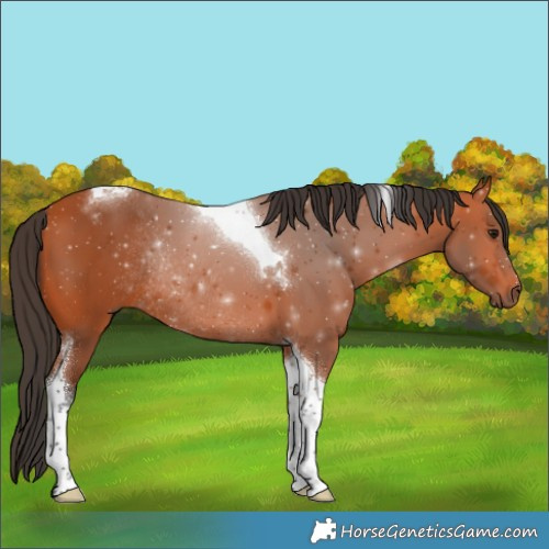 Horse Color:Bay Tobiano Rabicano