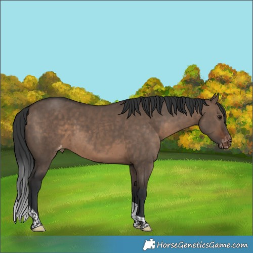 Horse Color:Brown Dun Tobiano Varnish Rabicano 