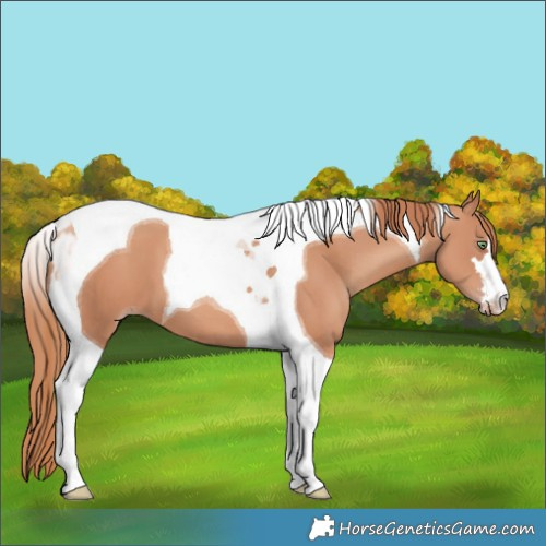 Horse Color:Gold Champagne Tobiano 