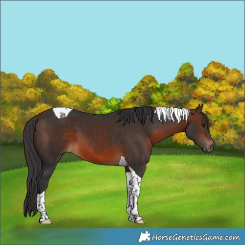 Horse Color:Brown Tobiano