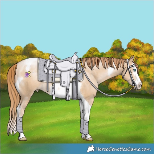 Horse Color:Black Snowdrop Pearl Splash Tobiano Rabicano