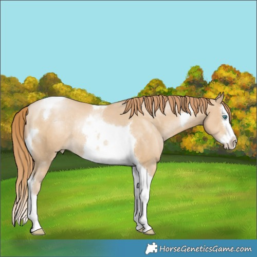 Horse Color:Black Snowdrop Pearl Splash Tobiano Rabicano 