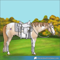 Horse Color:Black Snowdrop Pearl Splash Tobiano Rabicano 