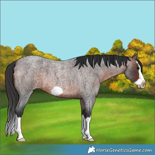 Horse Color:Brown Roan Splash Frame