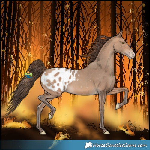 Horse Color:Amber Champagne Blanket