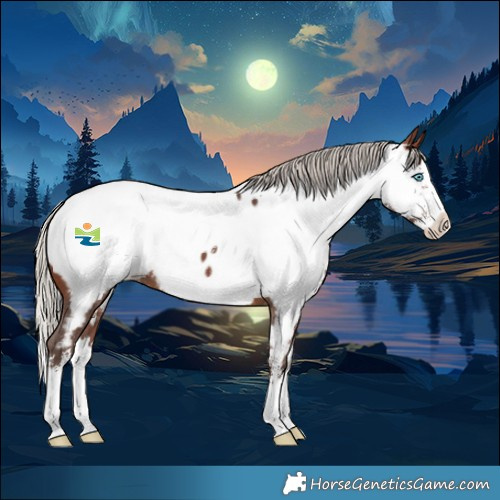 Horse Color:Silver Brown Sabino Splash Near Fewspot 