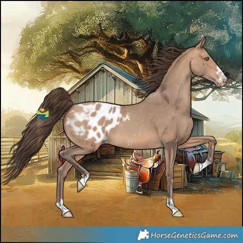 Horse Color:Amber Champagne Appaloosa