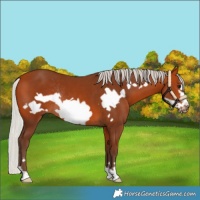 Horse Color:Silver Bay Frame Rabicano 