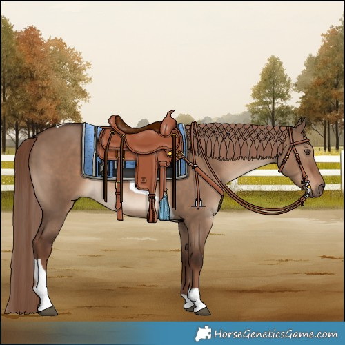 Horse Color:Liver Red Dun Tobiano