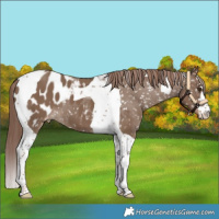 Horse Color:Liver Red Dun Tobiano Blanket 
