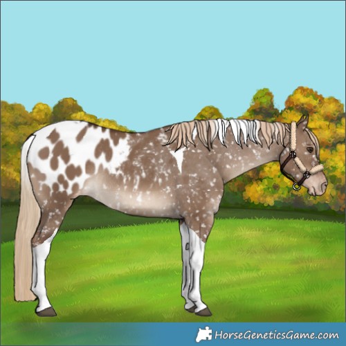 Horse Color:Liver Red Dun Tobiano Blanket Rabicano 
