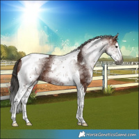Horse Color:Gray White Spotted Bay Splash Tobiano 
