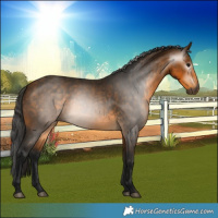 Horse Color:Gray Buckskin 