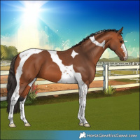 Horse Color:Bay Tobiano 