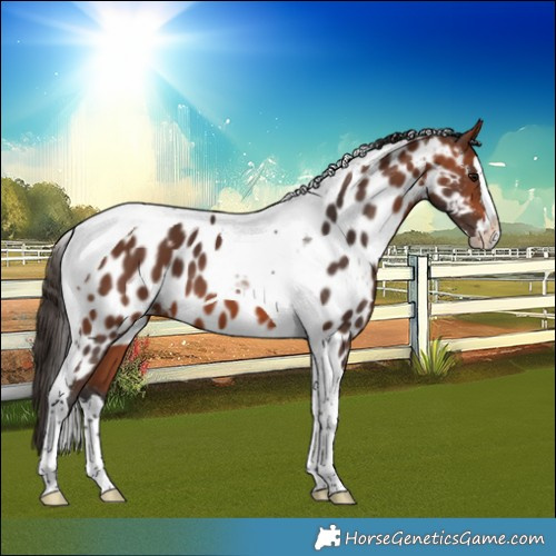 Horse Color:Bay Splash Tobiano Near Leopard 