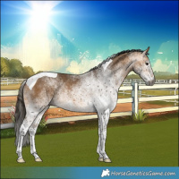 Horse Color:Gray White Spotted Buckskin Tobiano 