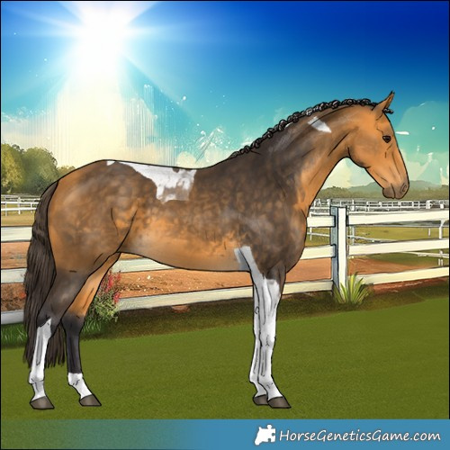 Horse Color:Buckskin Tobiano 
