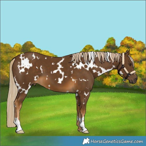 Horse Color:White Spotted Chocolate Palomino 